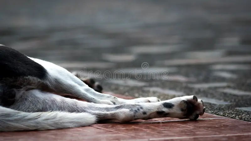 Dead Dog Removal Brisbane