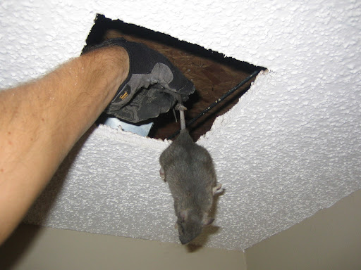 Roof Cavity Inspection