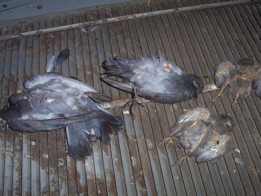 Commercial Property Remediation