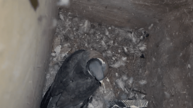 Wall Cavity Cleaning